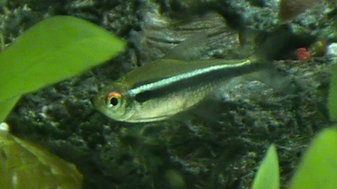 freshwater fish - hyphessobrycon herbertaxelrodi - black neon tetra stocking in 29 gallons tank - Tetra