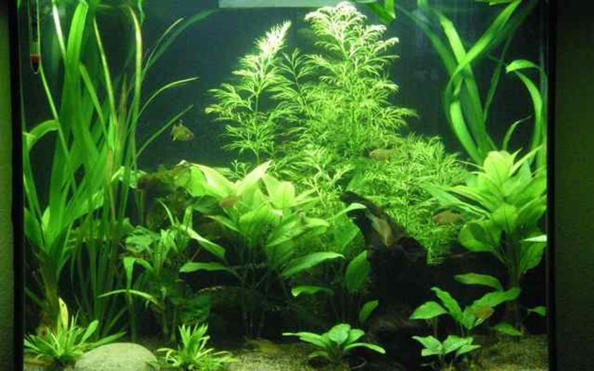 Rated #87: 26 Gallons Planted Tank - 26 gallon bow front, Ehiem off the back, sponge filter medium only. Coralife light  24" 120 watt, stock bulbs. 10 hour lights on. Excel florish liquid co2. Plants are pearling. Thinking of injecting co2.