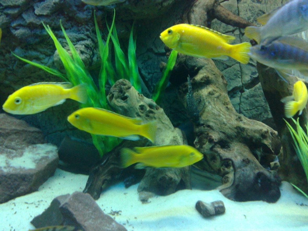 freshwater fish - labidochromis caeruleus - electric yellow cichlid stocking in 105 gallons tank - electric yellow labs