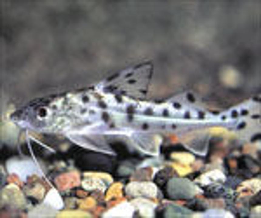 Rated #268: Freshwater Fish - Pimelodus Pictus - Pictus Cat Stocking In 55 Gallons Tank - catfish