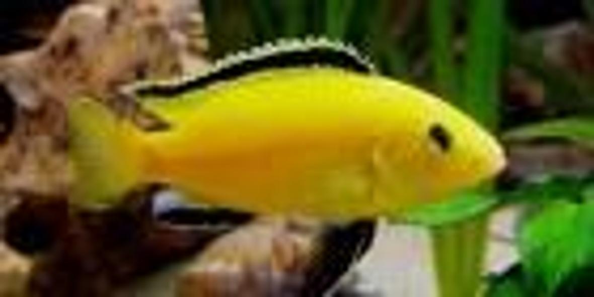 freshwater fish - labidochromis caeruleus - electric yellow cichlid stocking in 3 gallons tank - Malawi cichlid :)