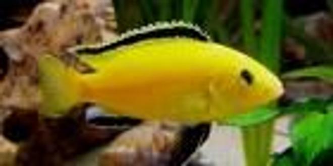 freshwater fish - labidochromis caeruleus - electric yellow cichlid stocking in 3 gallons tank - Malawi cichlid :)