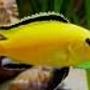 freshwater fish - labidochromis caeruleus - electric yellow cichlid stocking in 3 gallons tank - Malawi cichlid :)