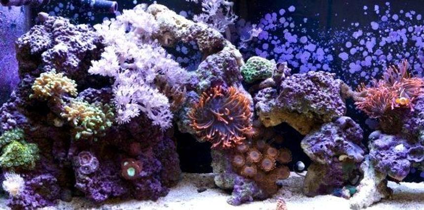 Rated #50: 55 Gallons Reef Tank - My 55 gallon reef tank a few months ago.