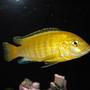 freshwater fish - labidochromis caeruleus - electric yellow cichlid stocking in 55 gallons tank - "Sunshine" My Yellow Lab.