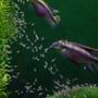 freshwater fish - pelvicachromis pulcher - kribensis cichlid stocking in 75 gallons tank - My kribensis cichlid pair and their couple day old babies...