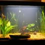 20 gallons planted tank (mostly live plants and fish) - OLD Set Up