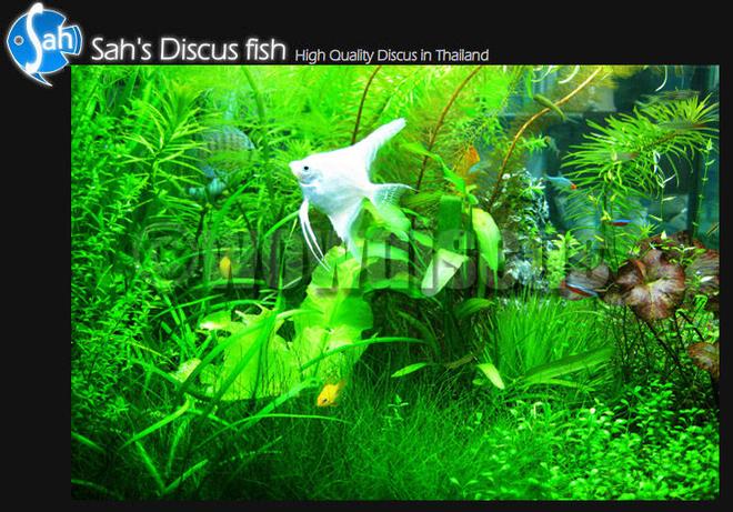 50 gallons planted tank (mostly live plants and fish) - I love it! wowaquarium at wowdiscus fish farm