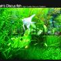 50 gallons planted tank (mostly live plants and fish) - I love it! wowaquarium at wowdiscus fish farm