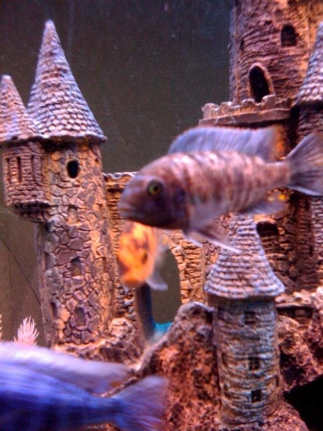 freshwater fish - aulonocara nyassae var. - peacock cichlid, orange blossom stocking in 55 gallons tank - african