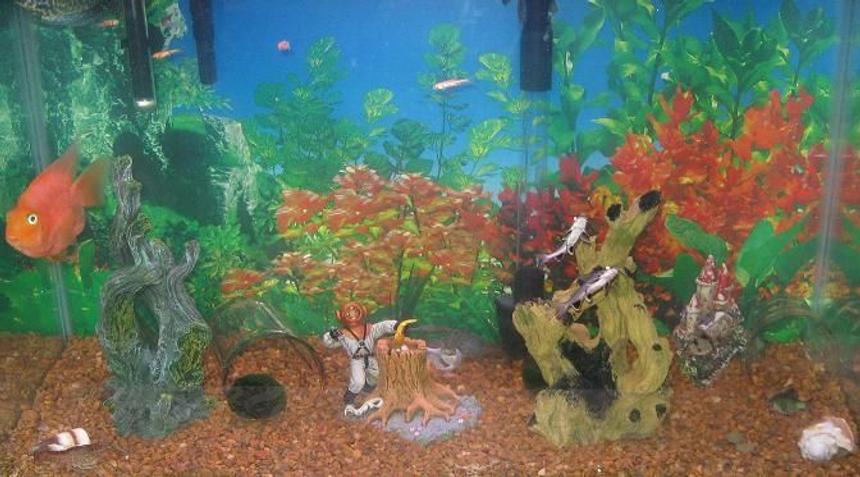 Rated #3754: 29 Gallons Freshwater Fish Tank - My 3 children made this tank . They are 7M 5F 4M . This is there first tank