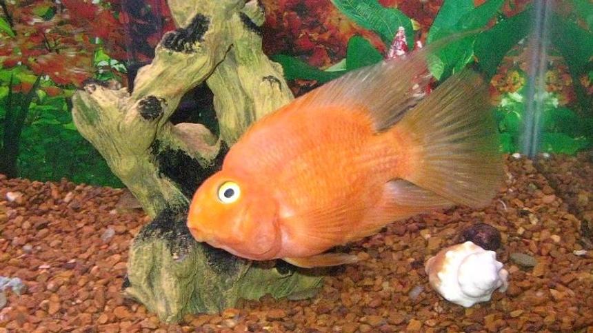 Rated #173: Freshwater Fish - Heros Severus X Amphilophus Citrinellum - Blood Parrot Stocking In 29 Gallons Tank - very friendly hand feed loves to be out front and look at you .