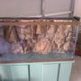 fish tank picture - Just got it off Craigs list for $75...Put in the Aquaterra Background and am going to sand/paint the stand and canopy a darker wook (mahogany, cherry, etc)