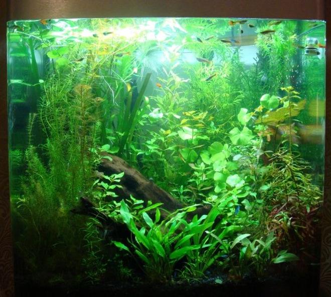 40 gallons planted tank (mostly live plants and fish) - Fluval Osaka