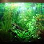 40 gallons planted tank (mostly live plants and fish) - Fluval Osaka