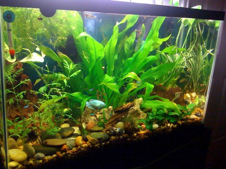 Rated #108: 30 Gallons Planted Tank - 30 Gallon with blue Dwarf Gourami, school each of Neon Tetras and Longfinned Danios, 3 Spotted Cories, 2 African Dwarf frogs, and a healthy population of snails.
