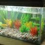 6 gallons freshwater fish tank (mostly fish and non-living decorations) - 2 gourami fish 6.48 gallons