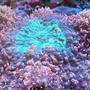 corals inverts - lobophyllia hemprichii - aussie lobed brain coral stocking in 55 gallons tank - Lobophyllia