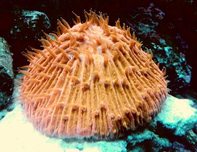 corals inverts - fungia sp. - plate coral, orange - short tentacle stocking in 55 gallons tank - Orange Plate