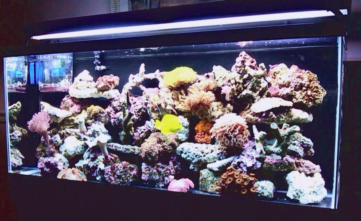 55 gallons reef tank (mostly live coral and fish) - 55 Gallon Reef