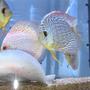 freshwater fish - symphysodon sp. - snakeskin discus stocking in 75 gallons tank