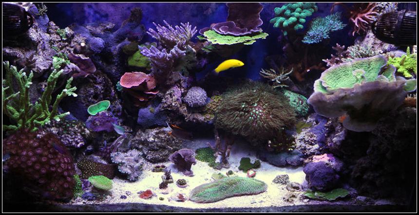 Rated #2: 65 Gallons Reef Tank - 1 1/2 year old reef tank.... Primarily SPS.....
