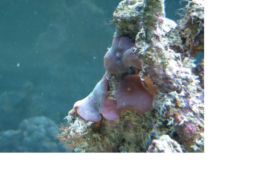 Rated #51: Corals Inverts - Actinodiscus Sp. - Red Mushroom Stocking In 55 Gallons Tank - they look cool my blue shrooms.