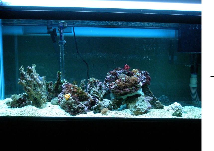 Rated #139: 55 Gallons Reef Tank - this is my new tank its gonna be fun