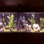 55 gallons freshwater fish tank (mostly fish and non-living decorations) - 55 Gallon Guppy Tank. Dual Bio-Wheel Filters Hydor Heater Toufa Stone, Bamboo, and other live plants. Lemon Guppies, Half Blacks, Endlers Live Bearers.