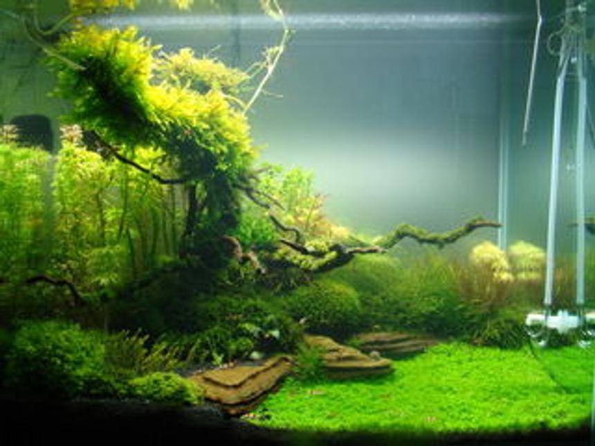 Rated #8: 32 Gallons Planted Tank - a