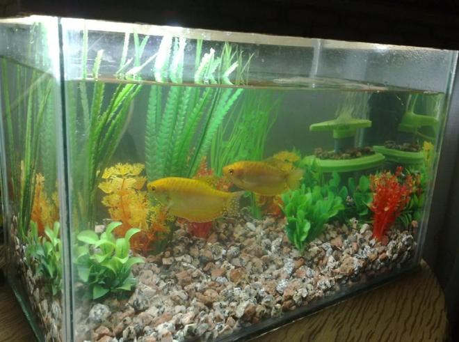 6 gallons freshwater fish tank (mostly fish and non-living decorations) - another view