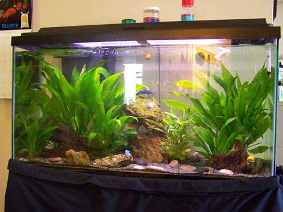 38 gallons planted tank (mostly live plants and fish) - 45 Gallon Freshwater Planted Tank. Java Fern and Anubis. Species mostly Gouramis and Rainbow Fish.
