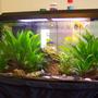 38 gallons planted tank (mostly live plants and fish) - 45 Gallon Freshwater Planted Tank. Java Fern and Anubis. Species mostly Gouramis and Rainbow Fish.