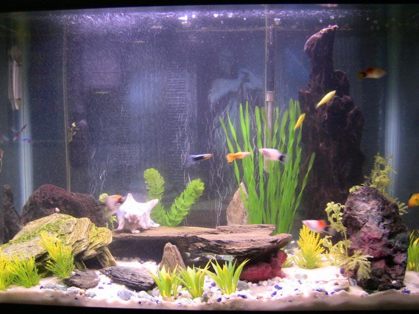 Rated #1855: 29 Gallons Freshwater Fish Tank - panoramic view