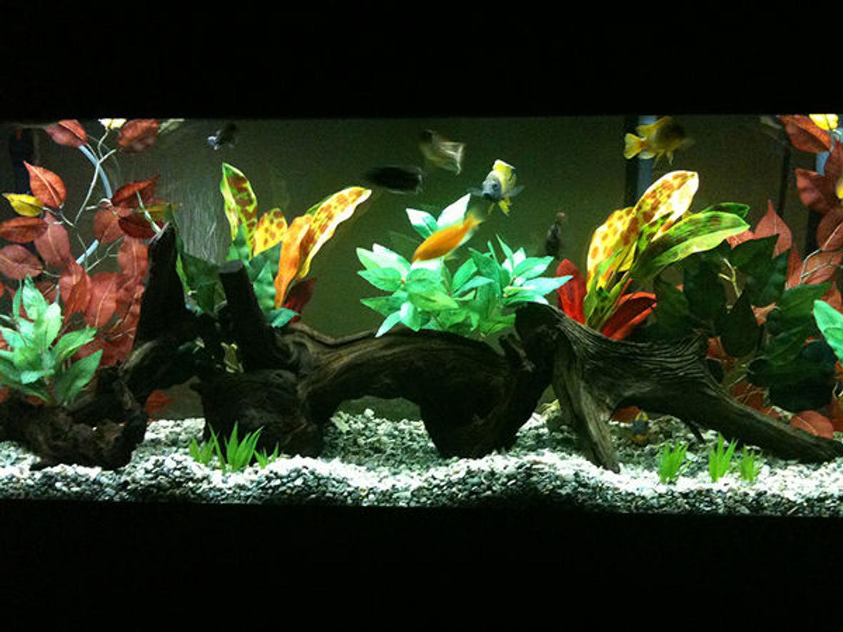 55 gallons freshwater fish tank (mostly fish and non-living decorations) - African Cichlid 55g AGA Aquarium (9/15/09)