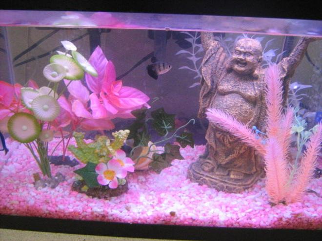 6 gallons freshwater fish tank (mostly fish and non-living decorations) - Fish Tank Pink