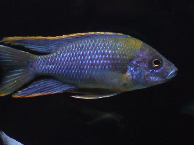 freshwater fish - aulonocara jacobfreibergi stocking in 100 gallons tank - Aulonocara Lwanda