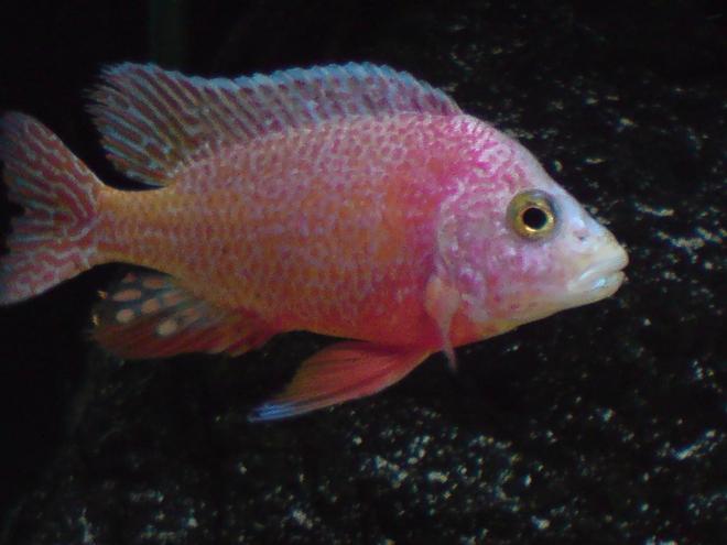 freshwater fish - aulonocara sp. - firefish stocking in 100 gallons tank - Aulonocara Firefish