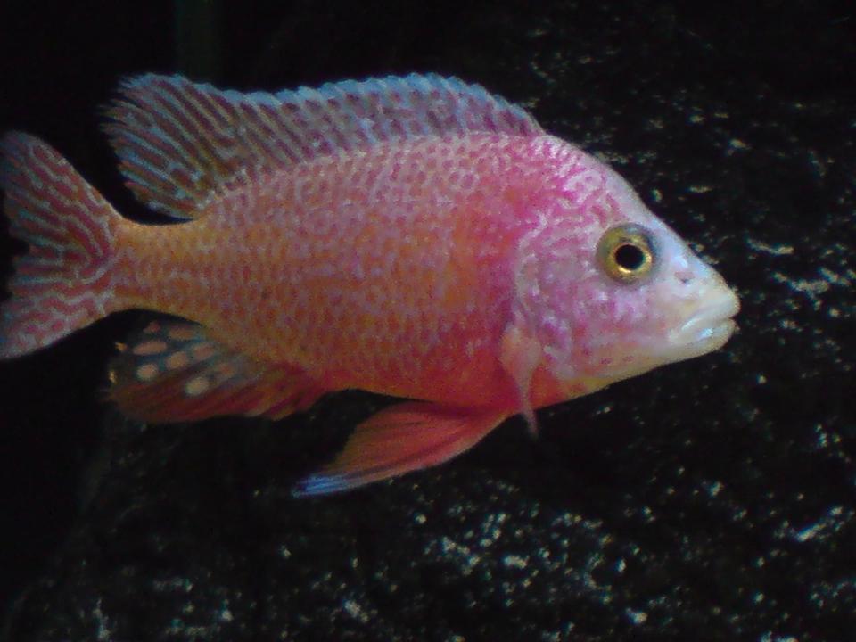 freshwater fish - aulonocara sp. - firefish stocking in 100 gallons tank - Aulonocara Firefish