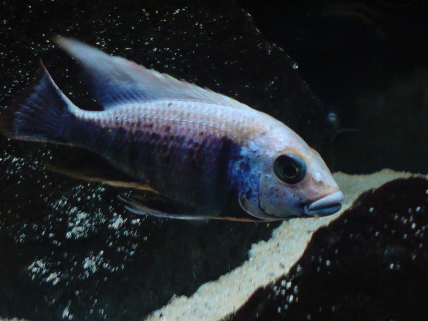 Rated #21: Freshwater Fish - Copadichromis Trewavasae - Fireline Mloto Stocking In 100 Gallons Tank - Copadichromis trewavasae variant