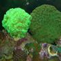 corals inverts - caulastrea furcata - kryptonite candy cane coral stocking in 90 gallons tank - Kryptonite Candy Cane and pagoda coral