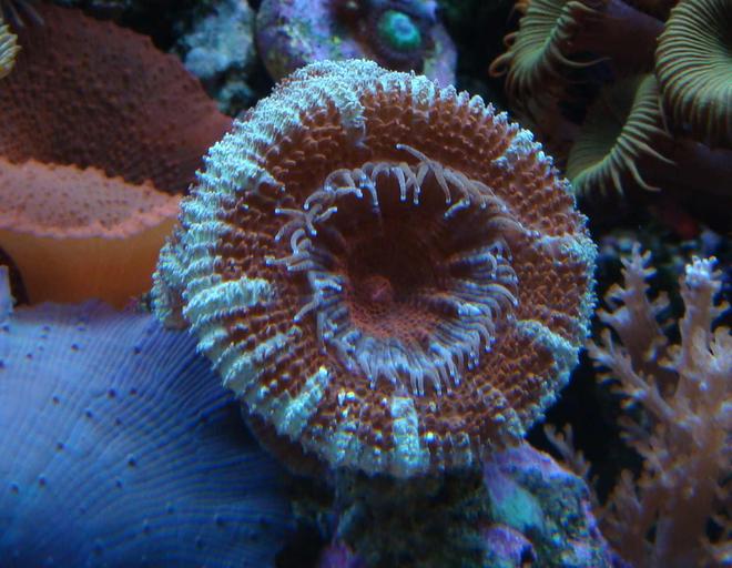 corals inverts - acanthastrea lordhowensis - aussie acan lord stocking in 90 gallons tank - Lord Acan