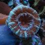 corals inverts - acanthastrea lordhowensis - aussie acan lord stocking in 90 gallons tank - Lord Acan