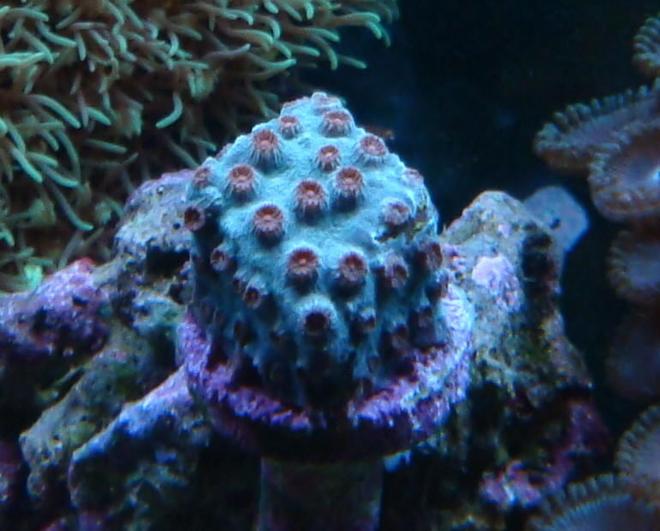 corals inverts - cyphastrea ocellina stocking in 90 gallons tank - Meteor Shower Cyphastrea