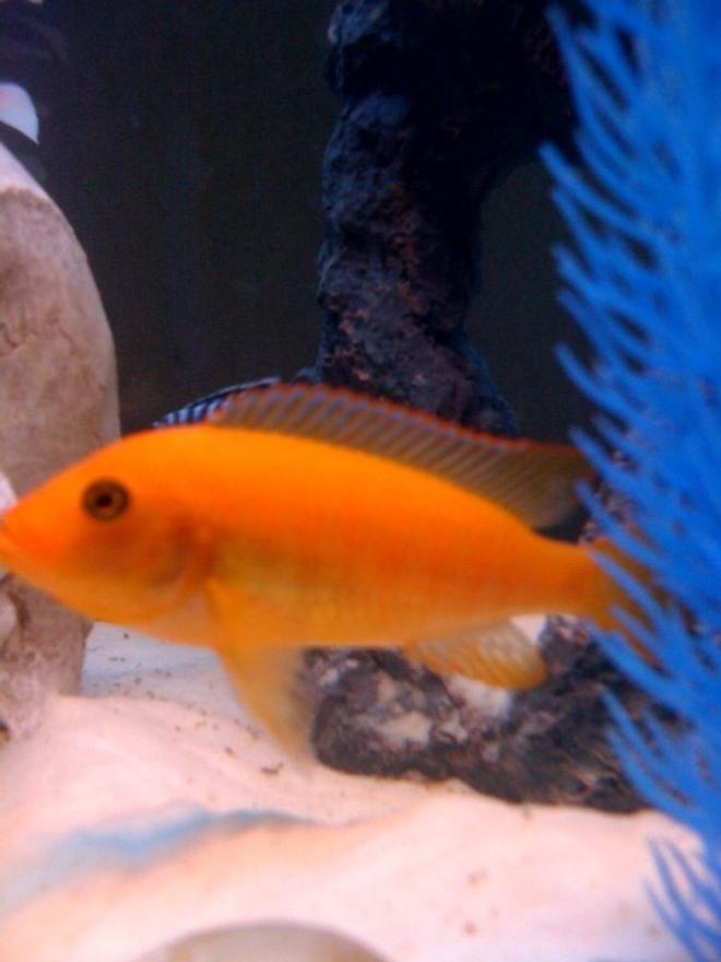 freshwater fish - pseudotropheus estherae - red zebra cichlid stocking in 55 gallons tank - african