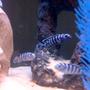 freshwater fish - pseudotropheus demasoni - demasoni cichlid stocking in 55 gallons tank - Baby Demasoni
