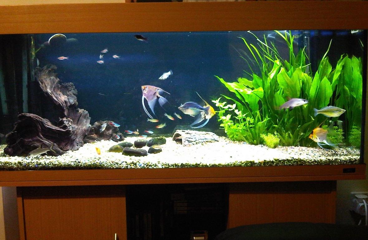 55 gallons planted tank (mostly live plants and fish) - My Tank from the front