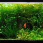 135 gallons planted tank (mostly live plants and fish) - 135Gal planted discus and tetra tank on a 75gal sump