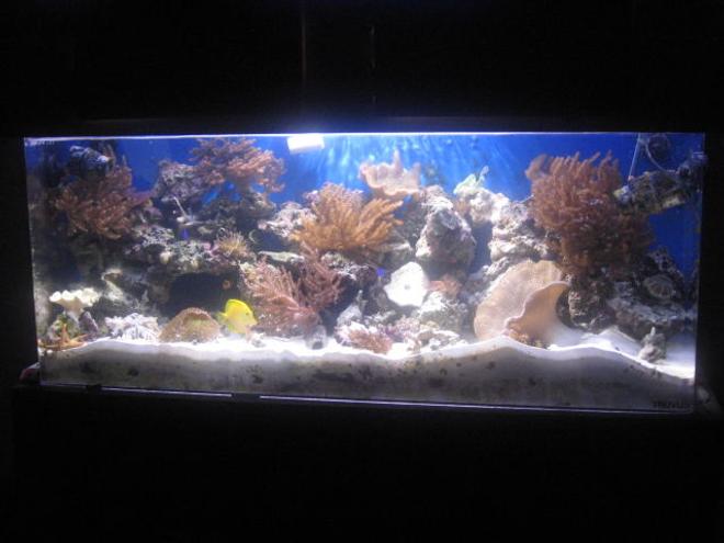 90 gallons reef tank (mostly live coral and fish) - my tank a year later