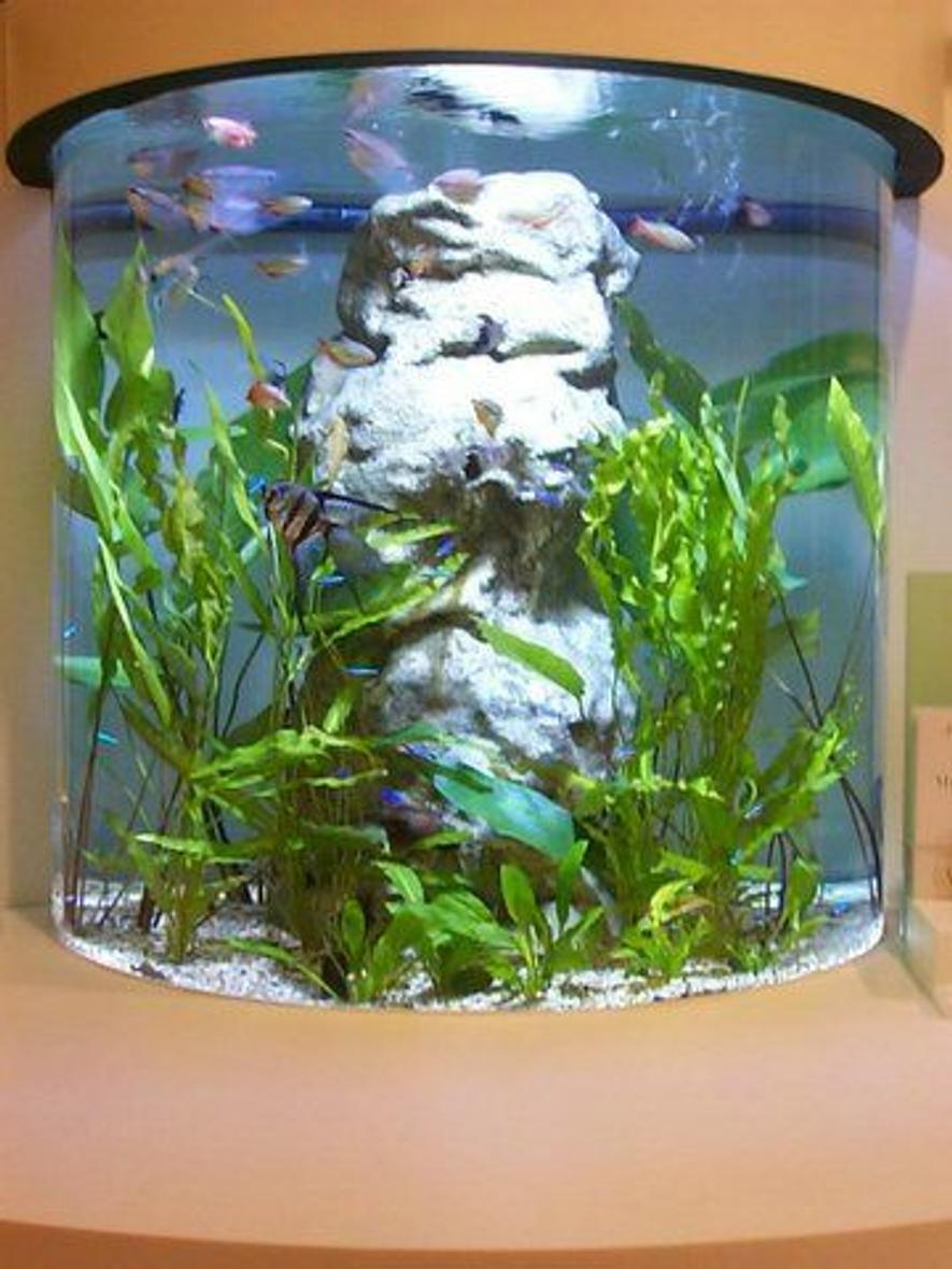 Rated #2359: 5 Gallons Freshwater Fish Tank - fjh